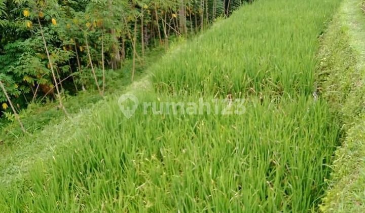 Land 17 Are Tegallalang Ubud Tourism Area DB