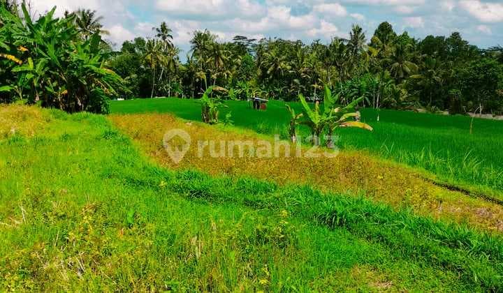 Dijual Tanah 16 Are View Sawah Dan Jungle Di Ubud Ajk