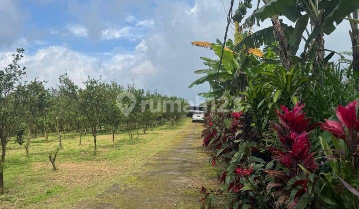 Dijual Tanah 3.5 Hektar View Sungai Dan Gunung Di Petang Ajk