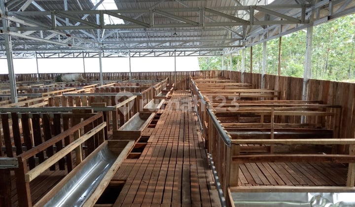 For Rent Sheep Pen in Tanjungsari Cariu Bogor