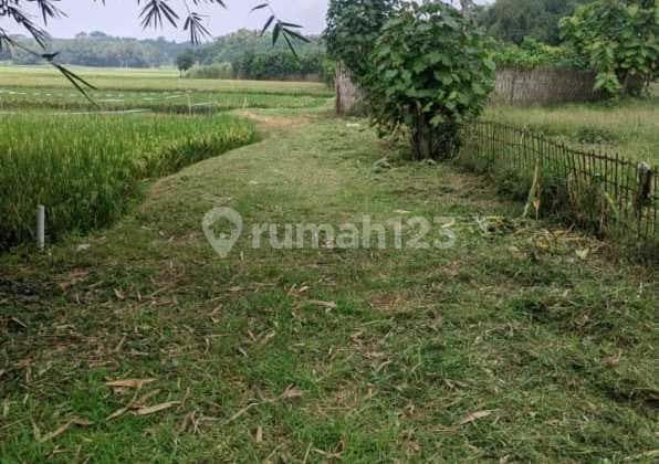 Tanah Kebun Jambu Air di Cibarusah Kabupaten Bekasi