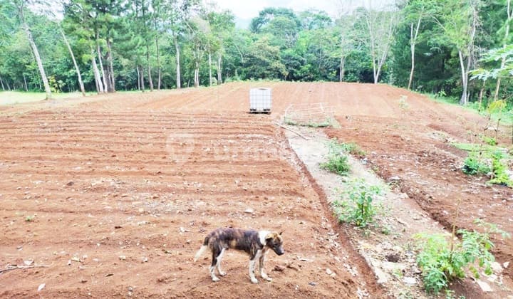 Lahan Peternakan Untuk Usaha di Desa Cibaregbeg ,swd