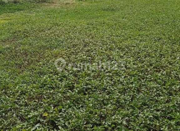 Tanah di Sawah Kampung Pisangan Sepatan Tangerang Strategis