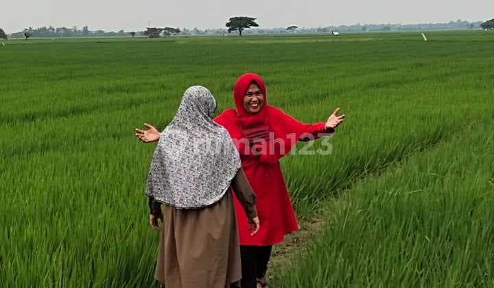 kavling di jual berbentuk sawah yang masih beroperasional