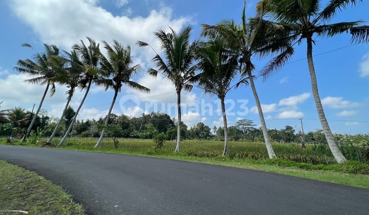 Dijual Tanah Murah 39 Are di Kuwum Mengwi