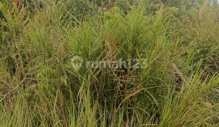 Tanah Murah Sangatta Kutai Utara Cocok Untuk Perhotelan, Kawasan Bisnis Perumahan Bisa Ambil Minim 30 Hektar