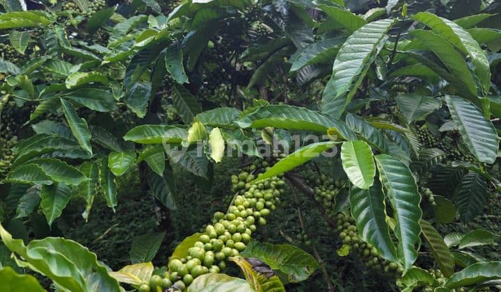 Tanah Jual Lokasi Pupuan