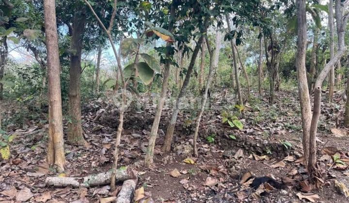 Land for Sale in Pecatu Location
