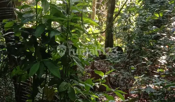 Tanah Jual Lokasi Bedulu