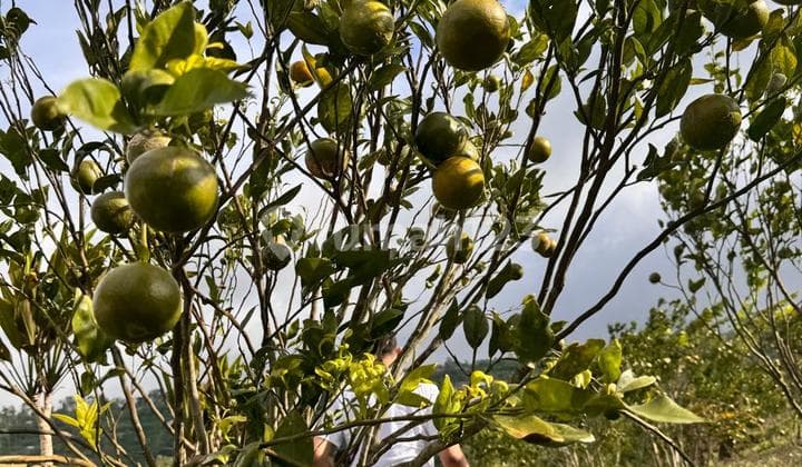 Tanah Jual Lokasi Selulung