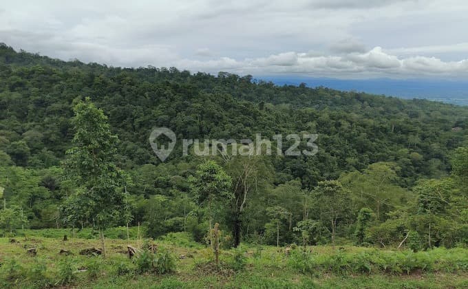 Investasi Bisnis Perkebunan Duren Dan Ekowisata Dekat Jatihluwih