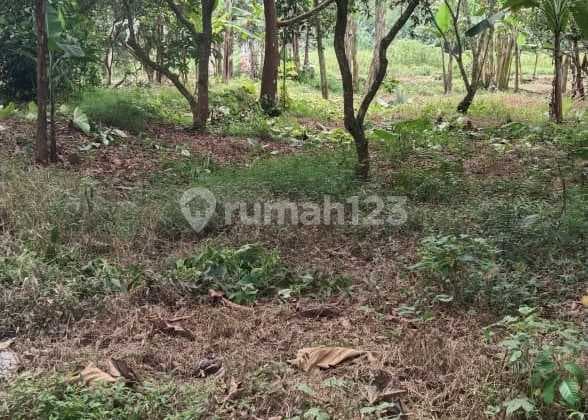 Tanah Curug Serang Banten Lokasi Bagus Cocok Untuk Perumahan Atau Kebun