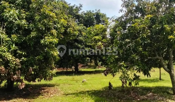 Tanah Kebun Murah di Indramayu