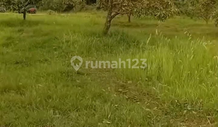Tanah Kebun Di Haurgeulis Indramayu