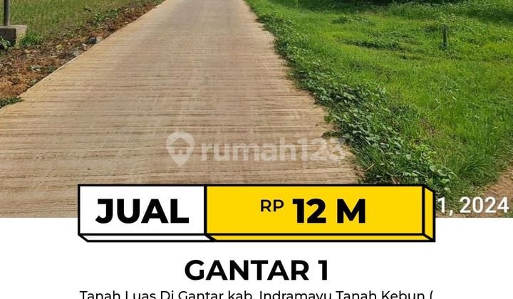 Large Land in Gantar Indramayu