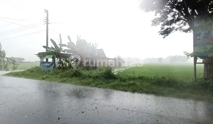 Lahan Sawah Murah Dekat Akses Jalan Raya
