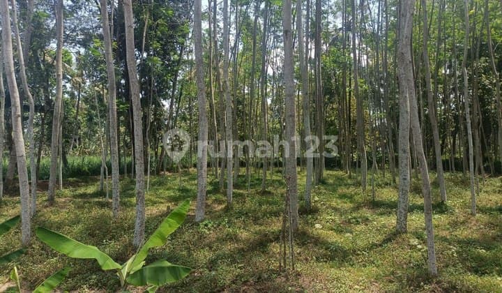 Dijual Tanah Pekarangan Datar Siap Bangun Kab Malang