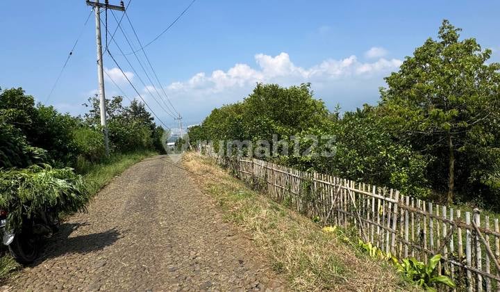Durian and Jackfruit Orchards in Batu City Are Very Well-Maintained
