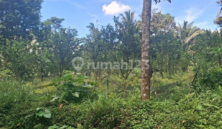 Dijual Kebun Jeruk Produktif Pinggir Jalan Kampung Tajinan Malang
