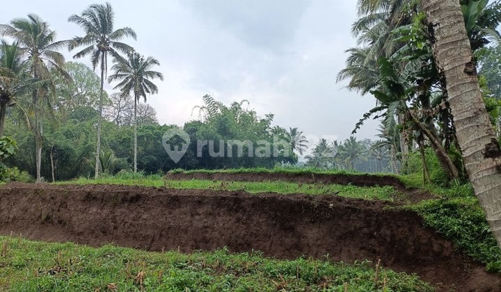 Dijual Sawah Produktif - Poncokusumo Malang