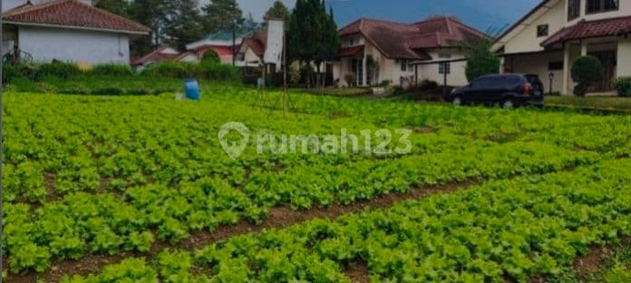 Dijual Tanah Luas Di Area Perumahan Cipanas Dekat Jalan Raya Cocok Buat Villa
