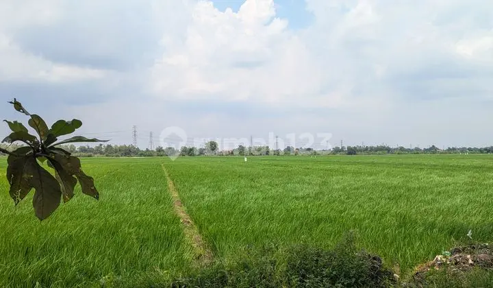 Tanah Sawah Lokasi Strategis Tidak Dilewati Kabel dan Tiang Listrik SHM