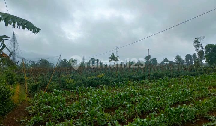 Dijual Tanah Kebun 8,300M2 di Sukalarang, Sukabumi