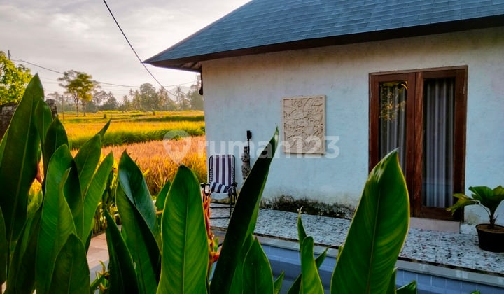 For Rent Villa Rice Field View 10 Menutes From Mongkey Forest Sentral Ubud Bali Indonesia Ditengah Tengah Sawah 10 Menit Ke Central Ubud Gianyar Bali Indonesia Strategis 5 Menit Ke Rusters Kafe Sayan Ubud 40 Menit Dari Canggu