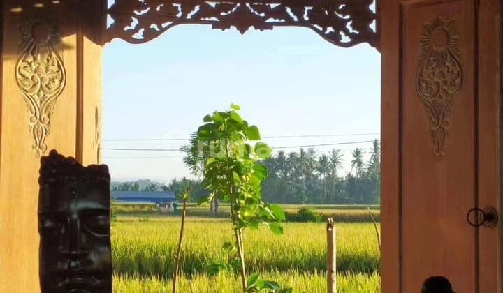 FOR RENT VILLA UBUD RICE FIELD VIEW 5 MENIT FROM RUSTERS KAFE 10 MENUTES FROM CENTRAL UBUD