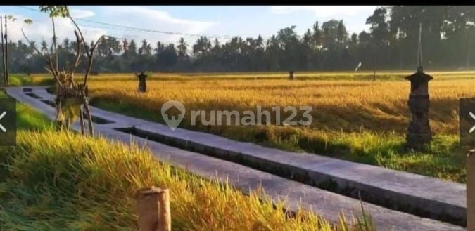 For rent villa rice field view Sayan Ubud Bali Indonesia strategic 10 menutes from Central Ubud Gianyar Bali 10 menutes from mongkey forest center Ubud 40 menutes from Canggu Nyanyi beach Tanah Lot strategic tabanan