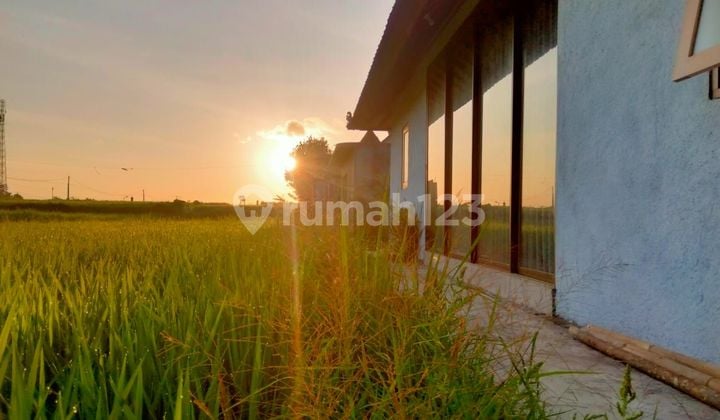 For rent Villa 10 menutes from mongkey forest center ubud 40 menit ke Canggu Bali Indonesia with rice field view only 10 menutes from Central Ubud