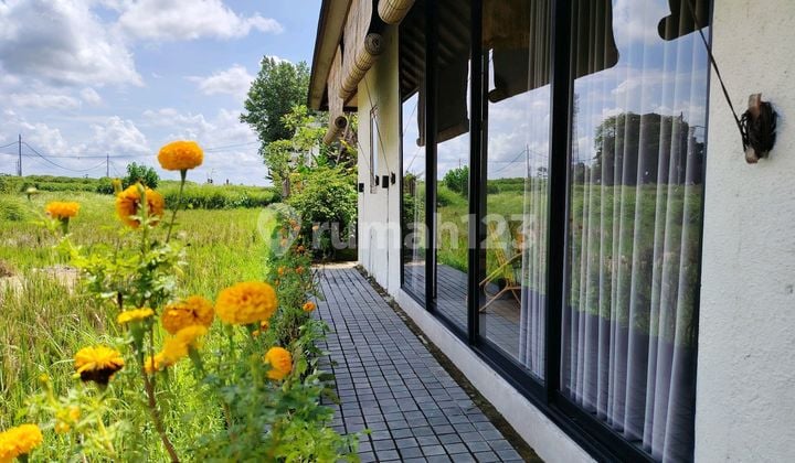 For Rental Villa Ubud Gianyar Bali 10 Menutes From Mongkey Forest Center Ubud Bali, 40 Menutes From Canggu Nyanyi Beach Tanah Lot Strategis Rice Field View Sayan Ubud 15 Menutes From Mongkey Forest Center Ubud Bali Indonesia Gianyar Bali 10 Menutes From M