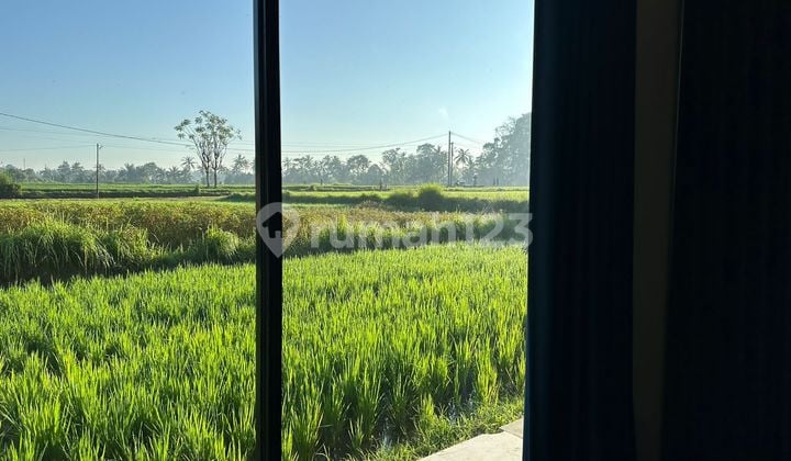For Rent Villa Rice Field View 10 Menutes From Mongkey Forest Center Ubud Bali di Rental Villa Rice Field View 10 Menutes From Central Ubud Gianyar 12 Menutes From Mongkey Forest