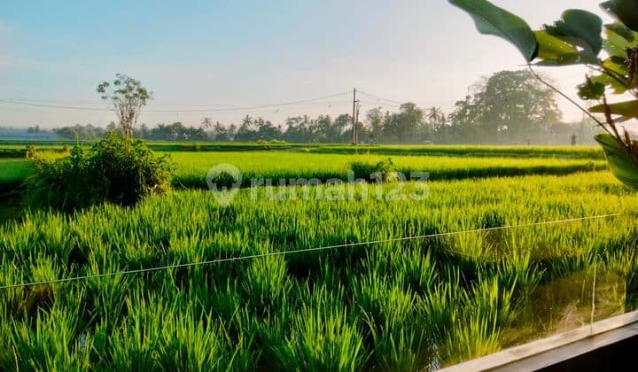 For Rental Villa 1 Bedroom Ubud Bud 10 Menutes From Mongkey Forest Sentral Ubud Gianyar 40 Menit From Canggu Nyanyi Beach Tanah Lot Tabanan Most Beautiful Rice Field View Sayan Ubud Gianyar 10 Menutes From Mongkey Forest Center Ubud 40 Menutes From Canggu