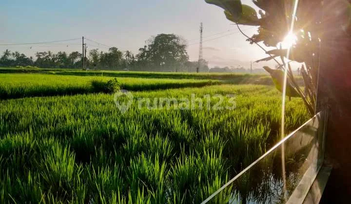 Villa for rent in Ubud 12 minutes from Central Ubud monkey forest 40 menutes from Canggu Nyanyi beach Tanah Lot Tabanan Bali Villa in the middle of rice field with Rice Field View Ubud Bali Indonesia strategic near From RUsters Kafe Sayan Ubud