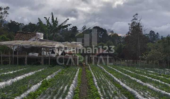 Murah Banget Tanah Luas di Lembang Cocok Pisan Buat Hunian Ataupun Villa