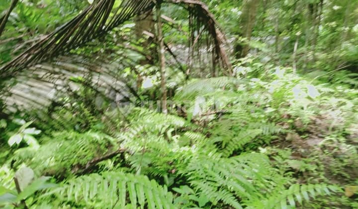 Dijual Murah Tanah Luas Datar Dan Aman Tabanan.bali