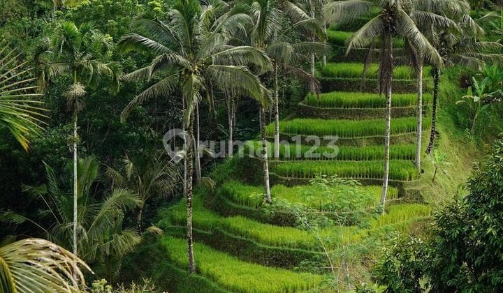 Kompleks Villa SHM Payangan Ubud Sebelah Sungai Best Value For Investor