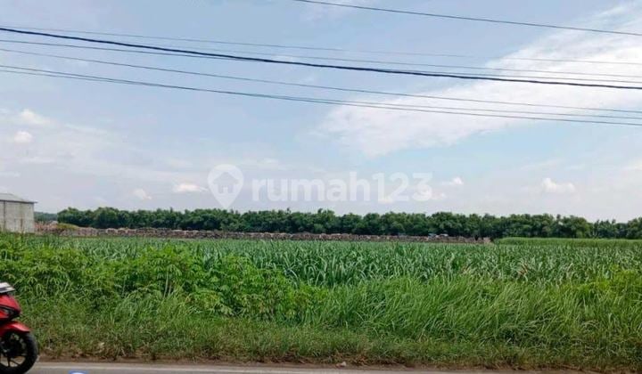 Tanah Lokasi Strategis di Pinggir Jalan Raya Provinsi, Jombang Tanah Lokasi Strategis di Pinggir Jalan Raya Provinsi, Jombang