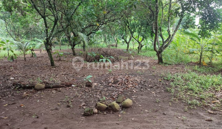 Tanah Dekat Perumahan di Jl Raya Cileungsi Cipeucang Kab Bogor