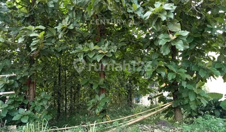 Tanah Dekat Mall Dan Tol Jl Roda Pembangunan Nanggewer Cibinong