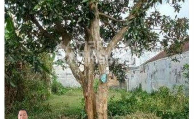 Tanah Kavling Siap Bangun Lokasi Sumbersari Cocok Untuk Hunian atau Rukos