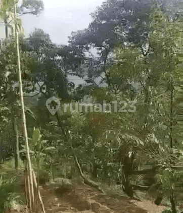 Tanah Luas Ada Pohon Buah di Jl Desa Cikadu Leuwisadeng Bogor