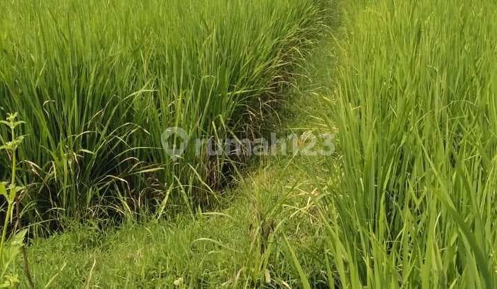 Jual Tanah SHM Sawah, Timbulharjo, Sewon, Bantul, Jogja.