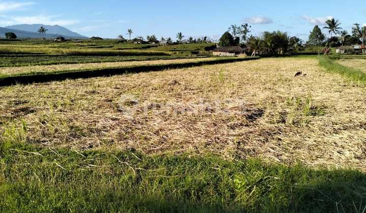 Tanah 50 Are Penghasil Beras Merah Di Jatiluwih Jl