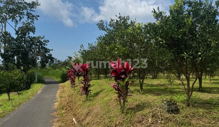 Dijual Tanah 3.5 Hektar Di Petang Rc