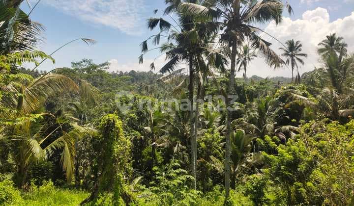 Dijual Tanah 33 Are Dekat Pantai Soka Dd
