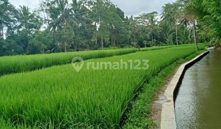 Land 1749 m² In Tegallalang Gianyar DB