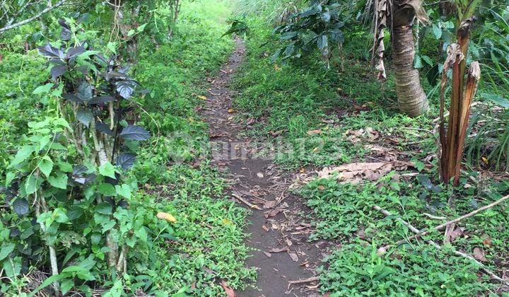 Cheap 1 Hectare Coffee Plantation Land In Buleleng LS