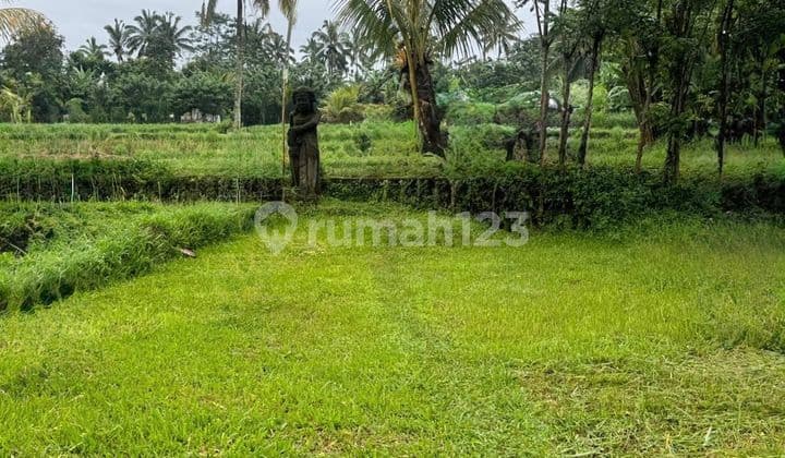 Dijual Tanah 12 Are Di Payangan - Gianyar